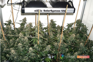 LED Grow Light- SolarSystem 550